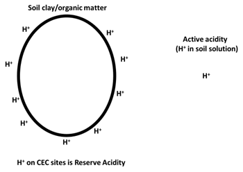 Illustration of a source of reserve acidity on soil clay and organic matter surfaces compared to active acidity in soil solution.